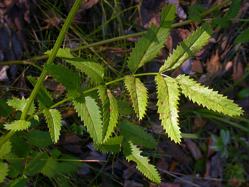 Image of Sanguisorba officinalis specimen.