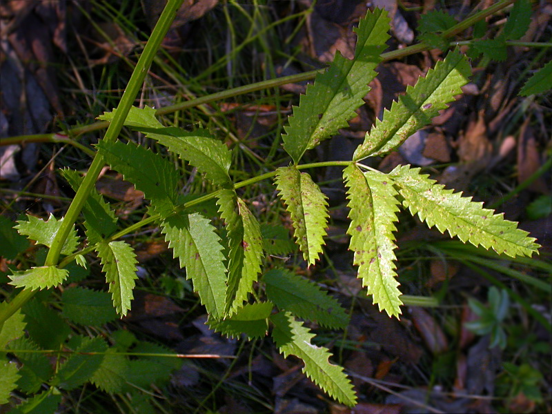 Изображение особи Sanguisorba officinalis.