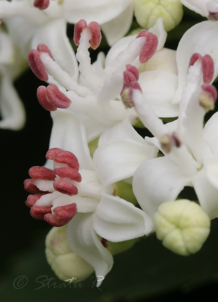 Image of Sambucus ebulus specimen.