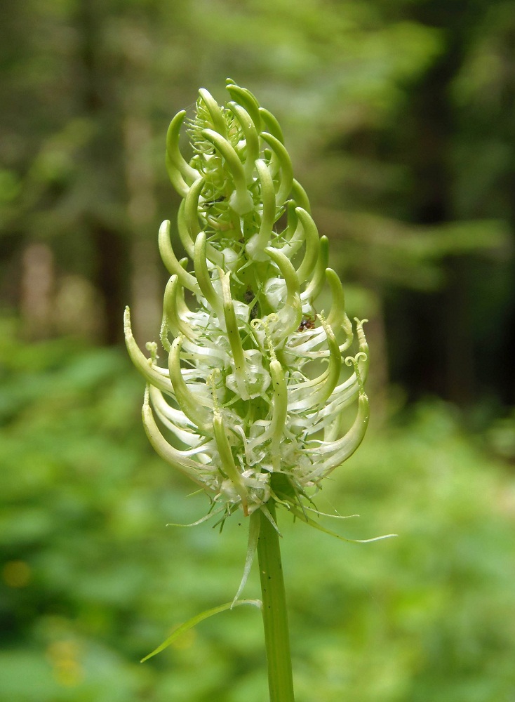 Изображение особи Phyteuma spicatum.