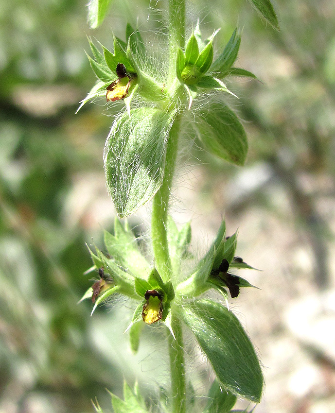 Image of Sideritis montana specimen.