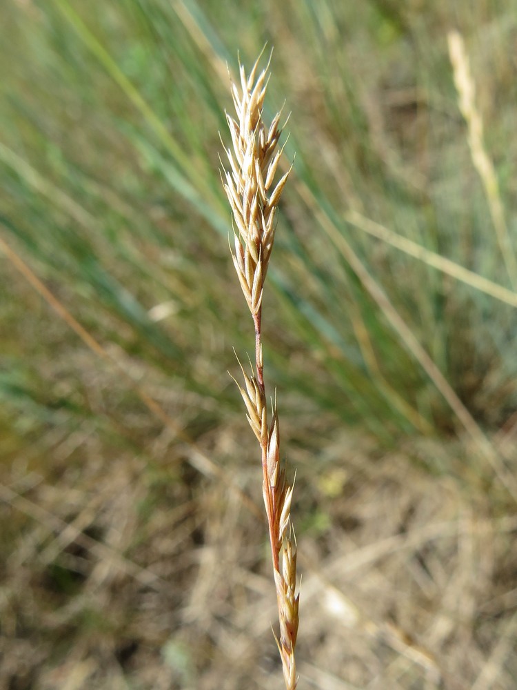 Image of Festuca valesiaca specimen.