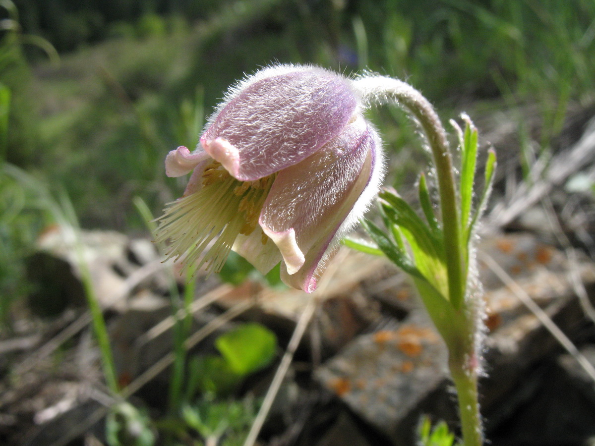 Изображение особи Pulsatilla campanella.