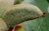 Paeonia mlokosewitschii. Часть невызревшего плода. Германия, г. Дюссельдорф, Ботанический сад университета. 03.06.2014.