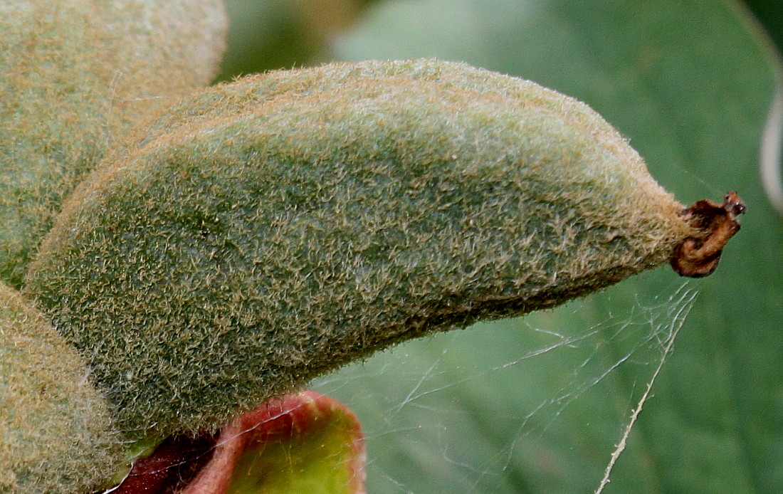 Image of Paeonia mlokosewitschii specimen.