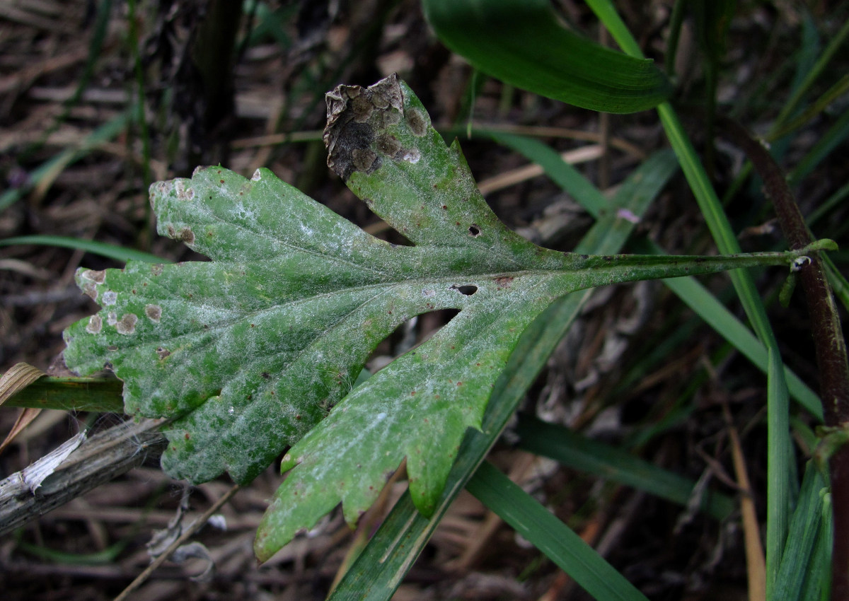 Image of Artemisia vulgaris specimen.