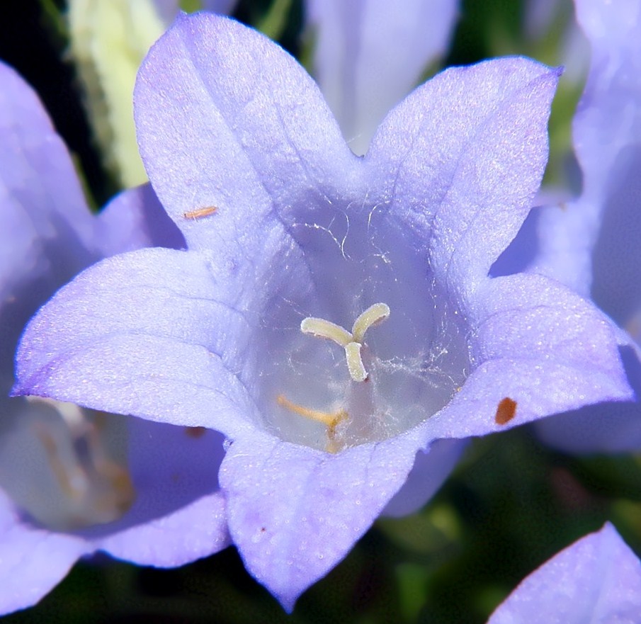 Image of Campanula taurica specimen.