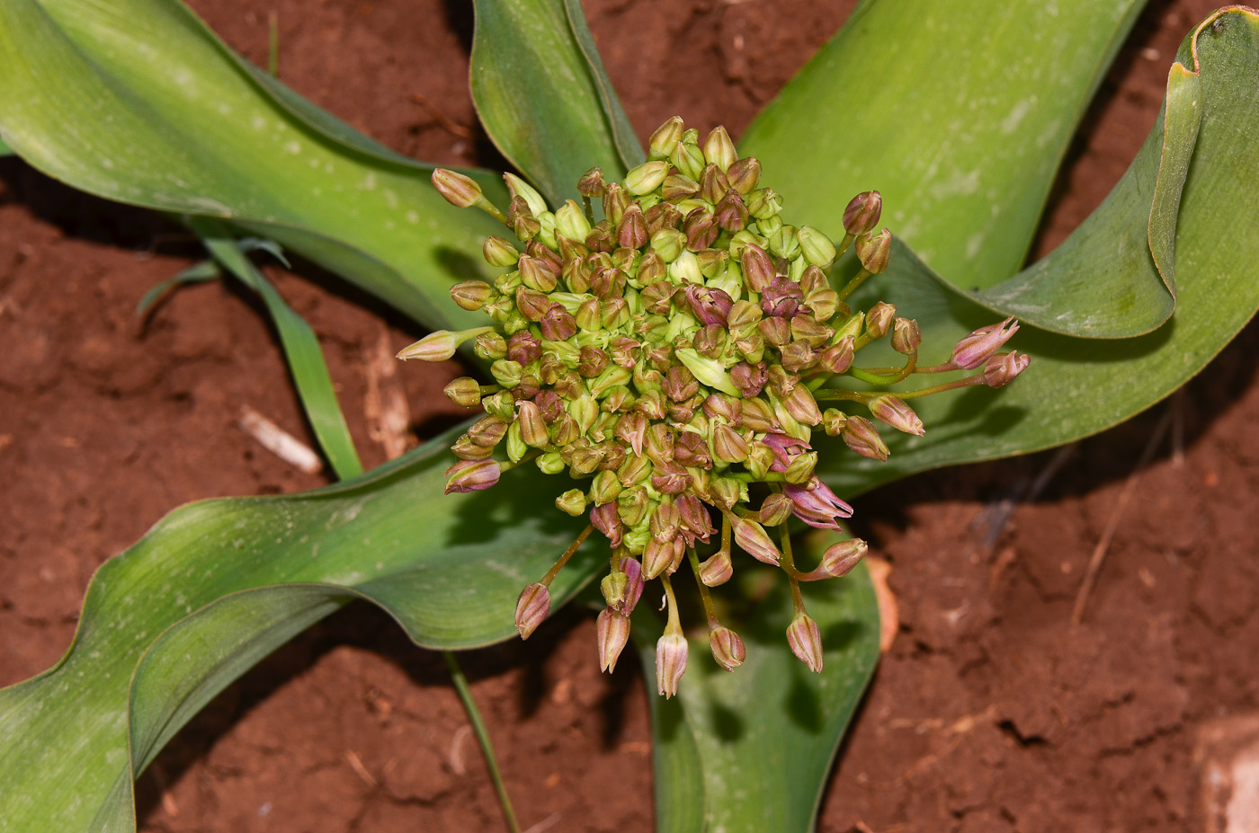 Image of Allium schubertii specimen.