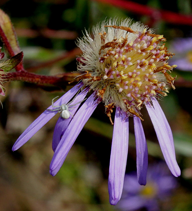 Изображение особи Aster amellus.