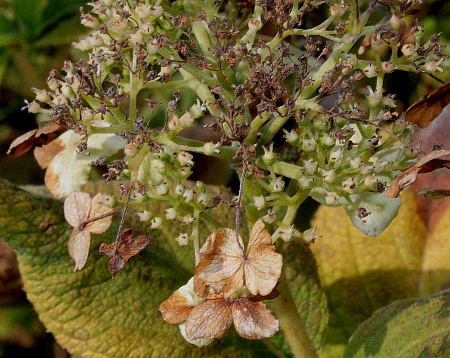Image of Hydrangea involucrata specimen.