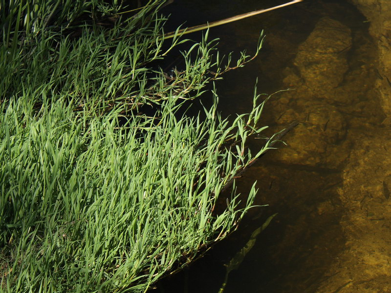 Изображение особи Agrostis stolonifera.