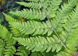 Dryopteris expansa