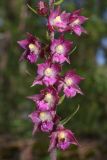 Epipactis atrorubens. Часть соцветия. Тверская обл., Вышневолоцкий р-н, памятник природы ”Орхидная горка”, опушка сосняка. 4 июля 2013 г.