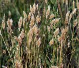 Anthoxanthum odoratum