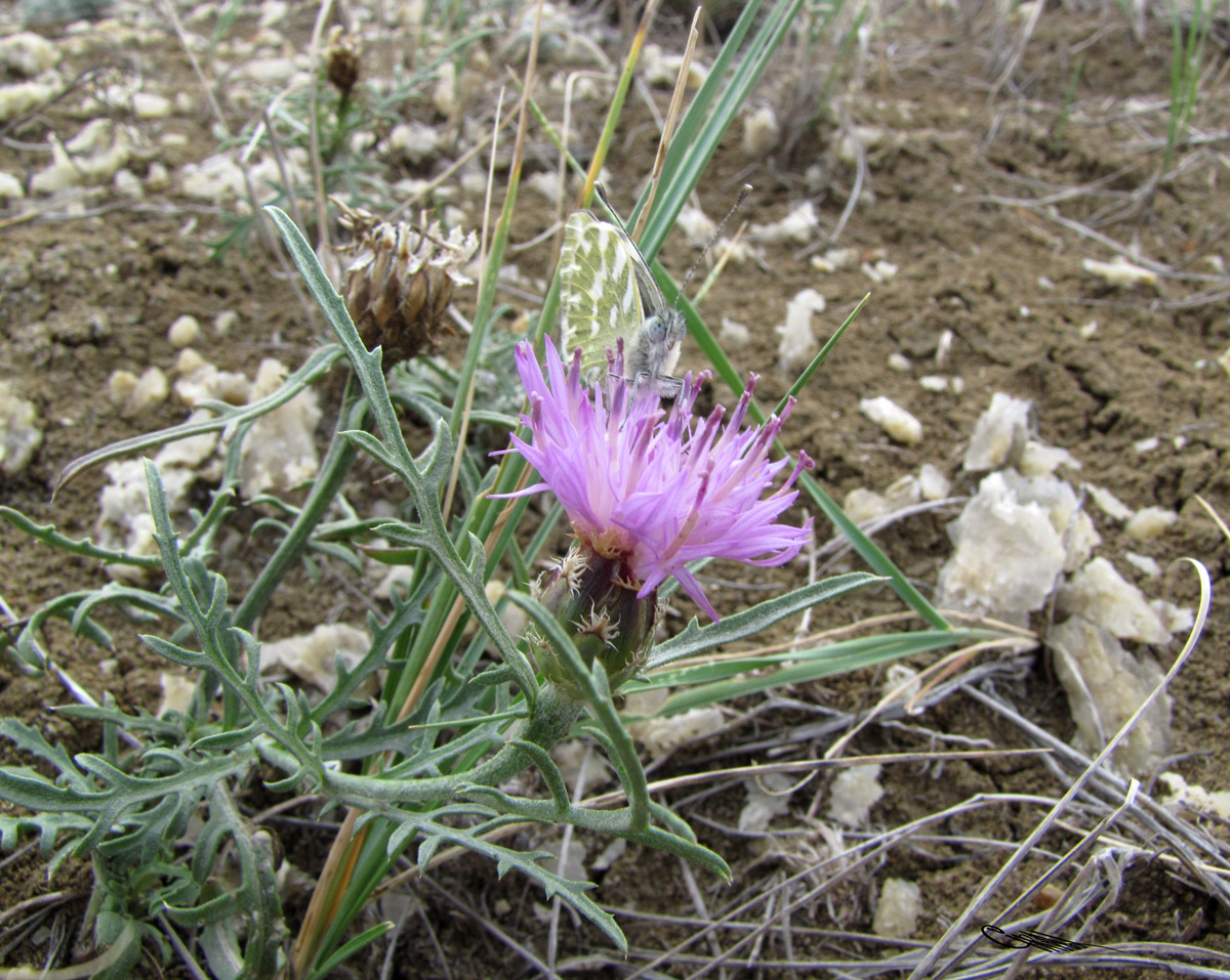 Image of Phalacrachena calva specimen.