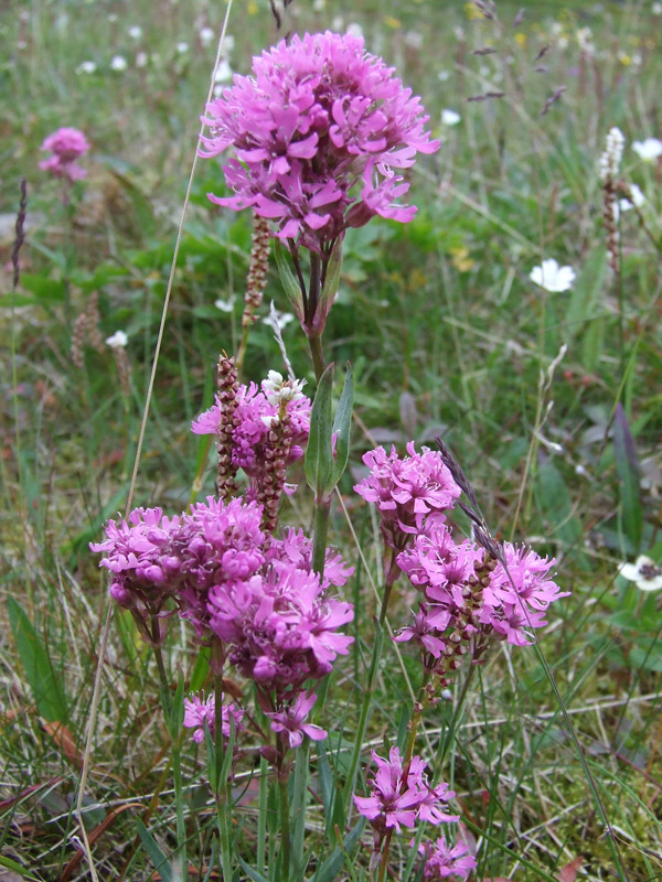 Image of Viscaria alpina specimen.