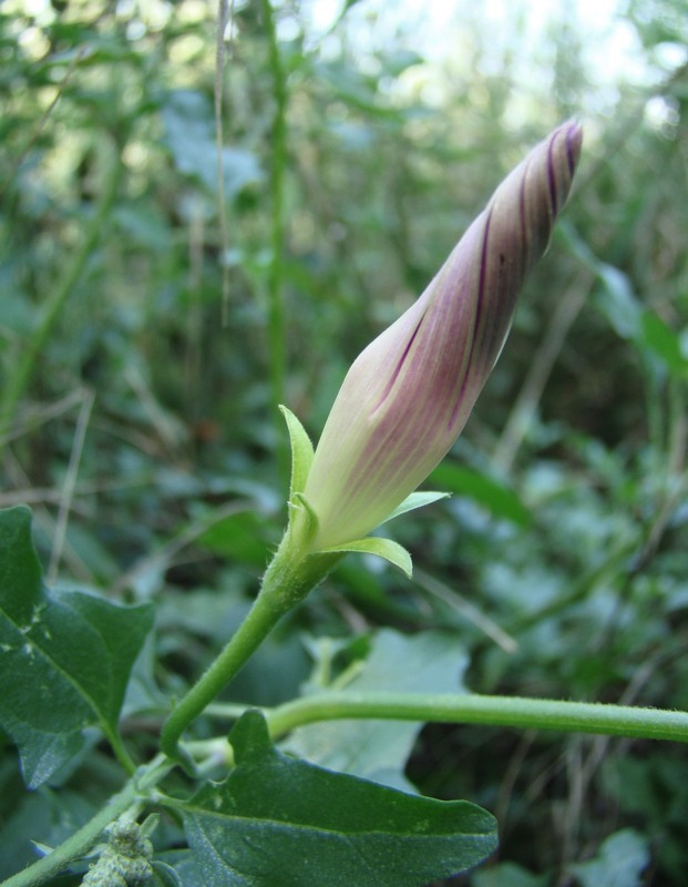 Image of Ipomoea purpurea specimen.