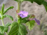 Teucrium scordium