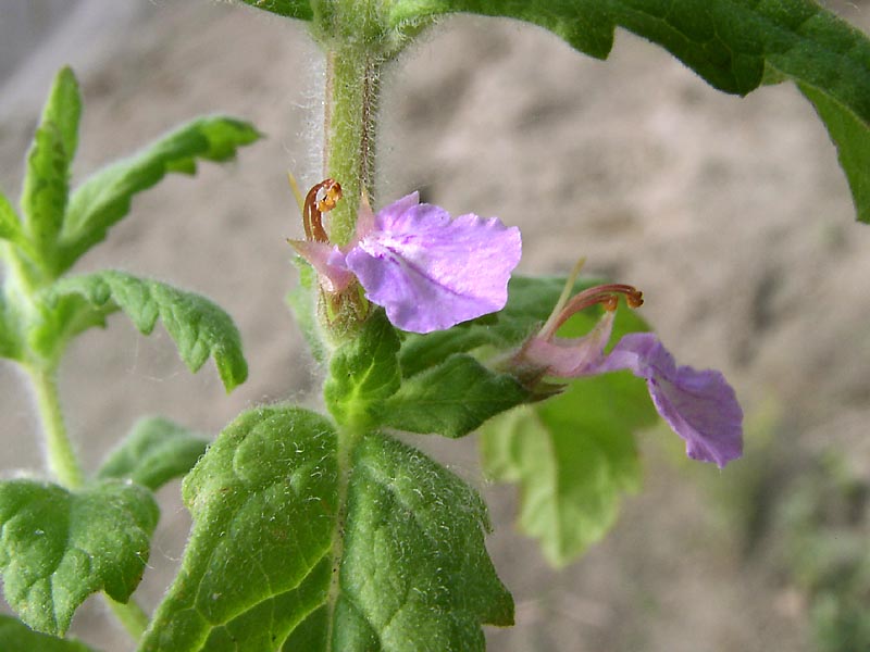 Изображение особи Teucrium scordium.