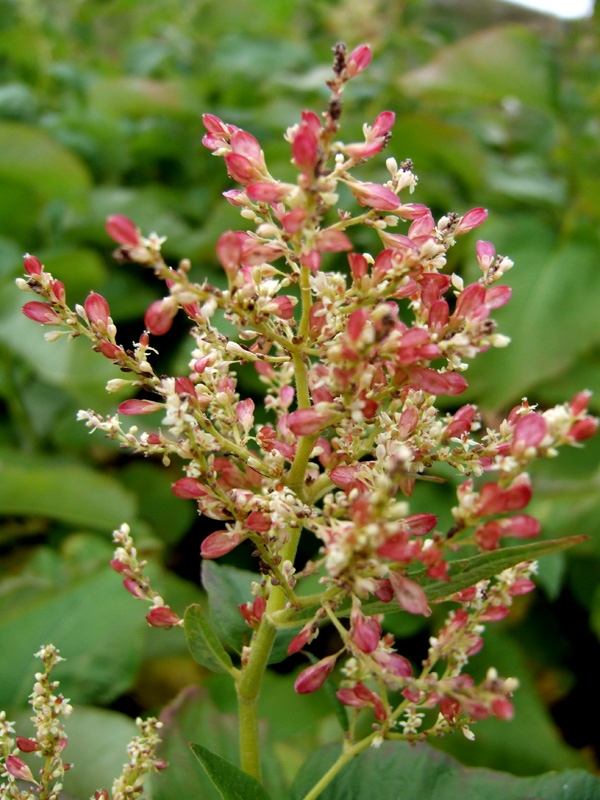 Image of Aconogonon weyrichii specimen.