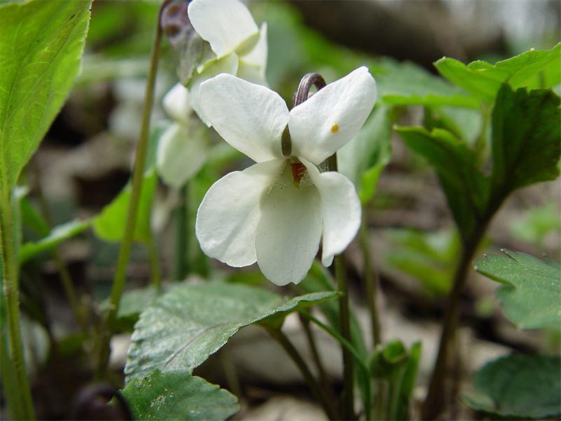 Изображение особи Viola scotophylla.