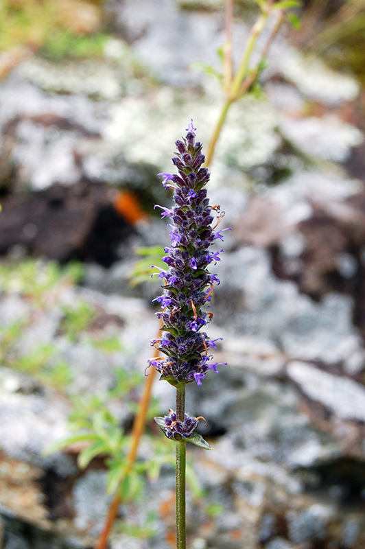 Image of Schizonepeta multifida specimen.