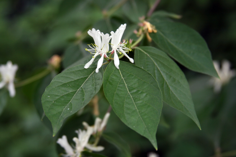 Image of Lonicera maackii specimen.