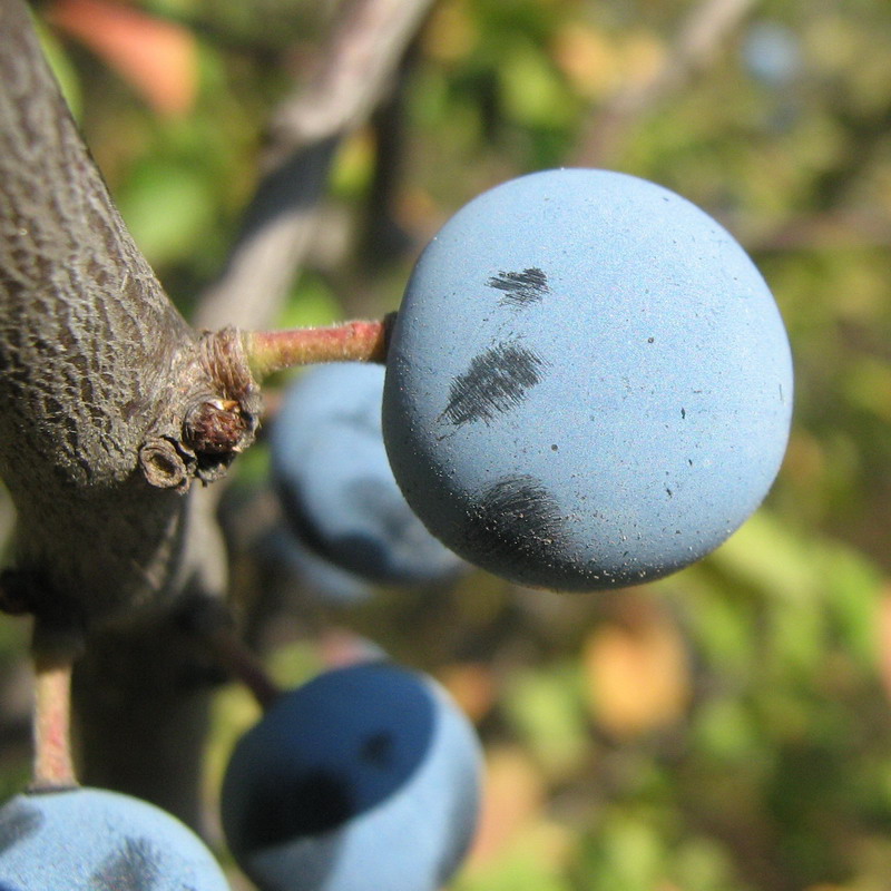 Image of Prunus stepposa specimen.