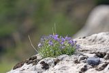 Sergia sewerzowii