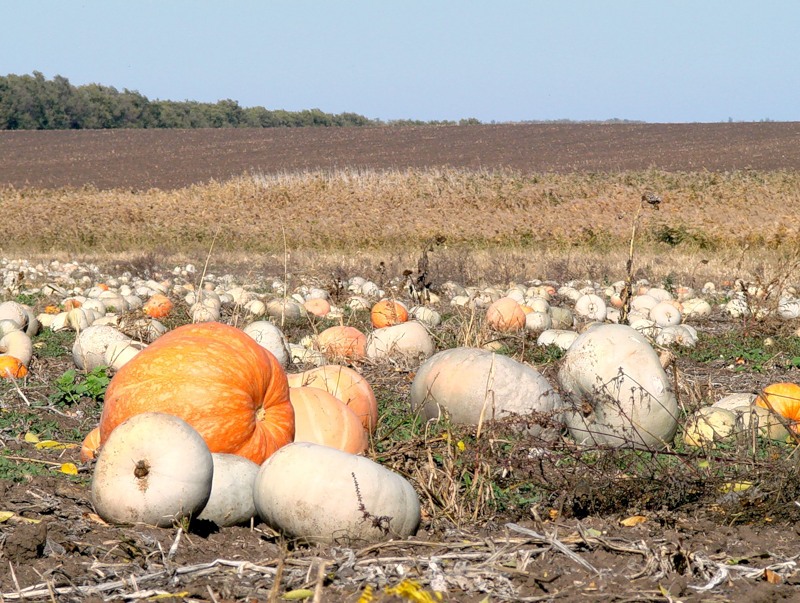 Изображение особи род Cucurbita.