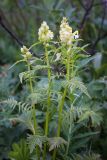 Pedicularis compacta