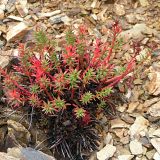 Rhodiola quadrifida