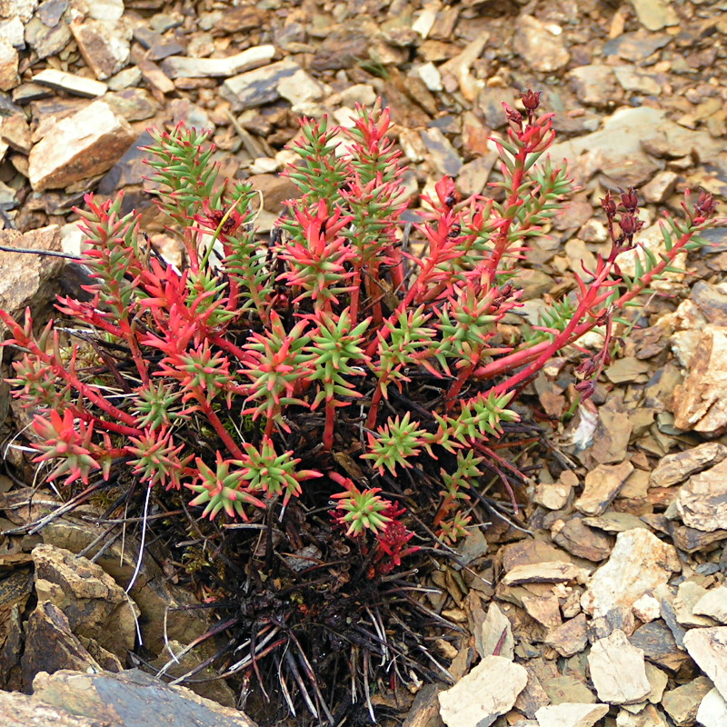 Image of Rhodiola quadrifida specimen.