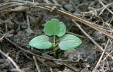 Chelidonium majus