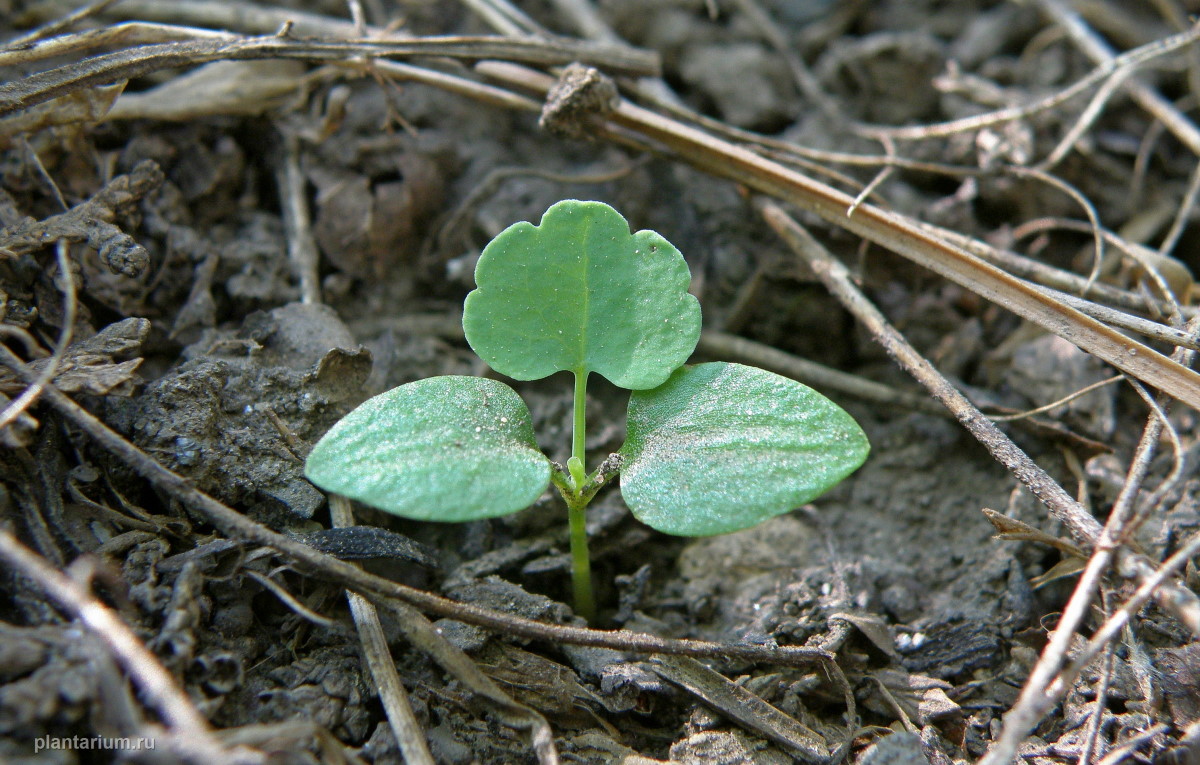 Image of Chelidonium majus specimen.