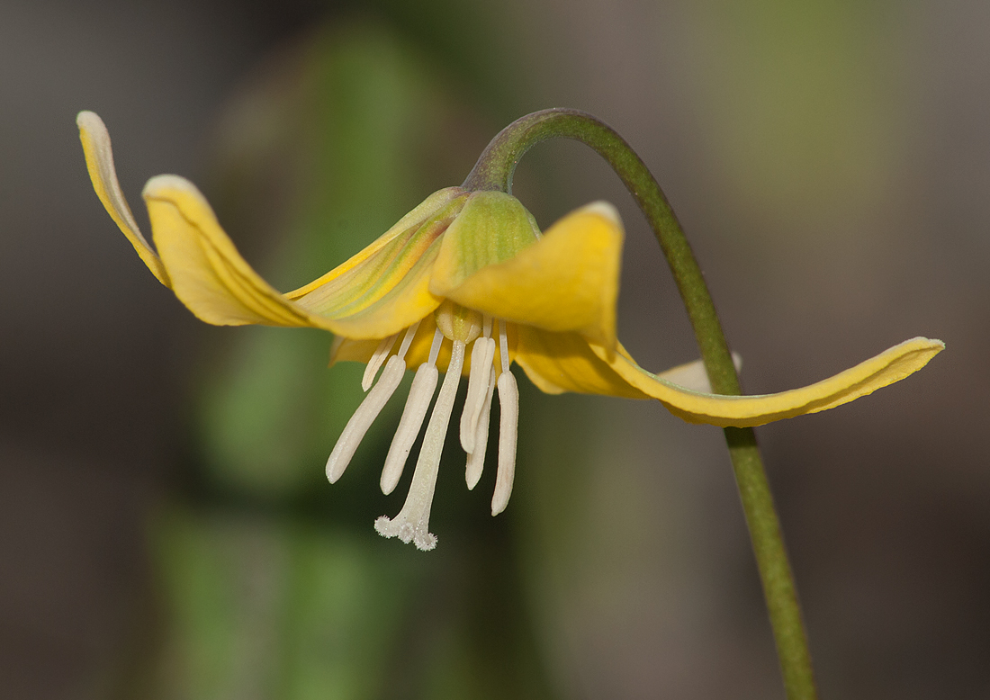 Image of Erythronium tuolumnense specimen.