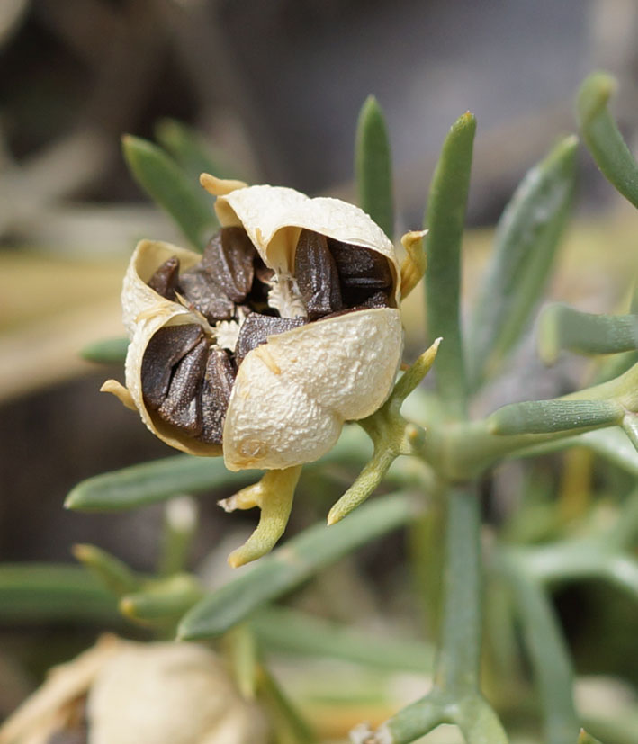 Image of Peganum harmala specimen.