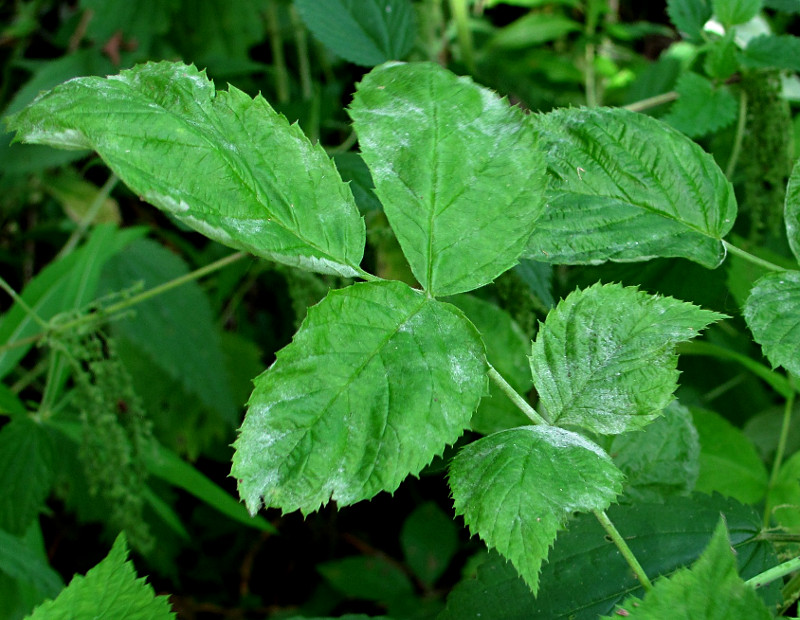 Image of Rubus idaeus specimen.