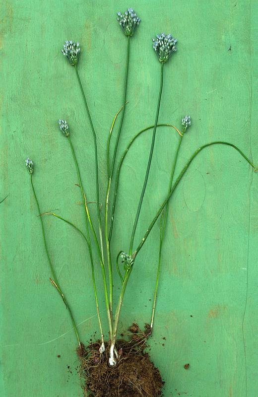 Image of Allium caesium specimen.