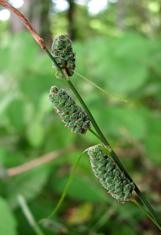 Изображение особи Carex grioletii.