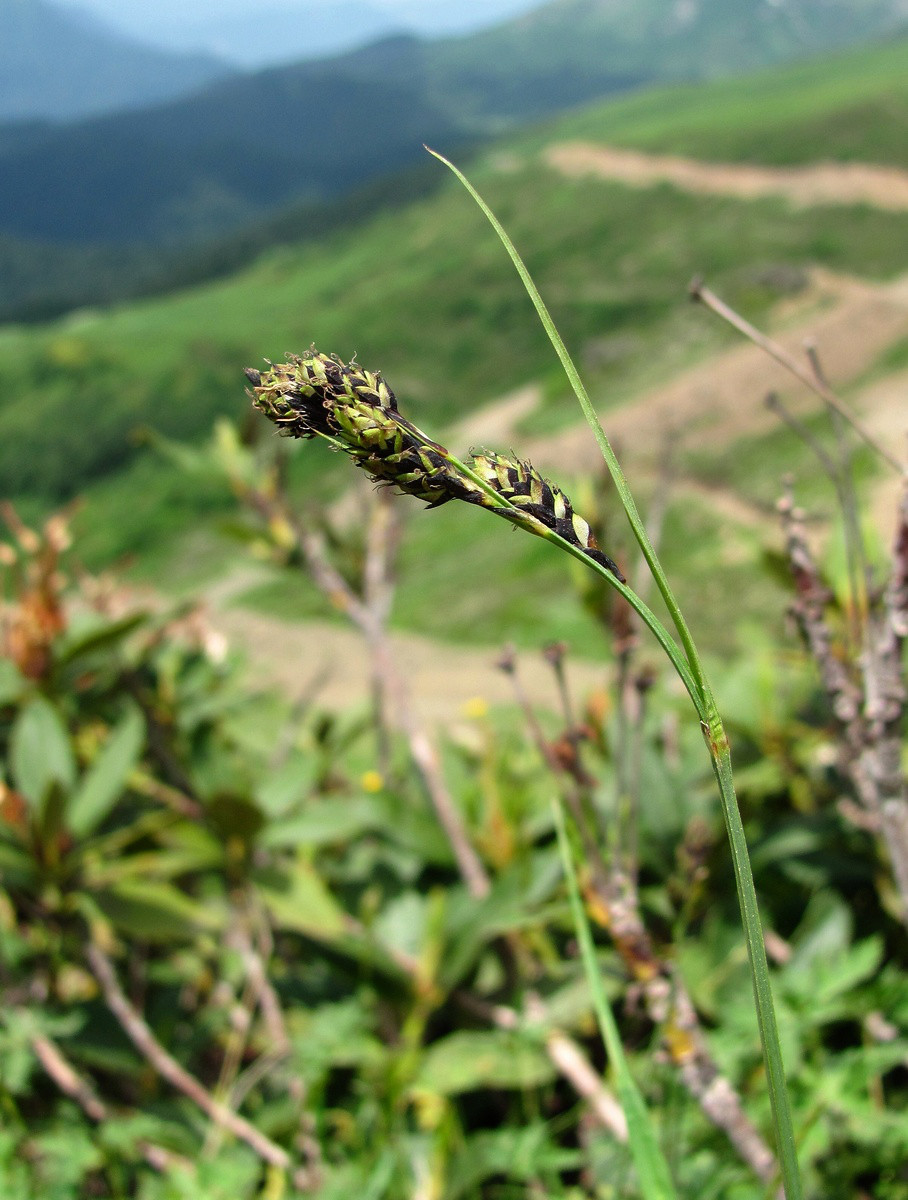 Image of genus Carex specimen.
