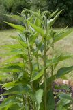 Echinacea purpurea