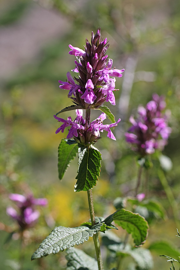 Изображение особи Betonica betoniciflora.