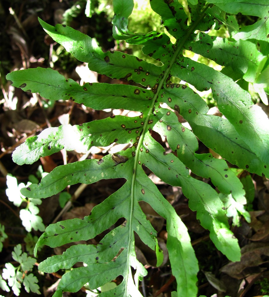 Image of Polypodium vulgare specimen.