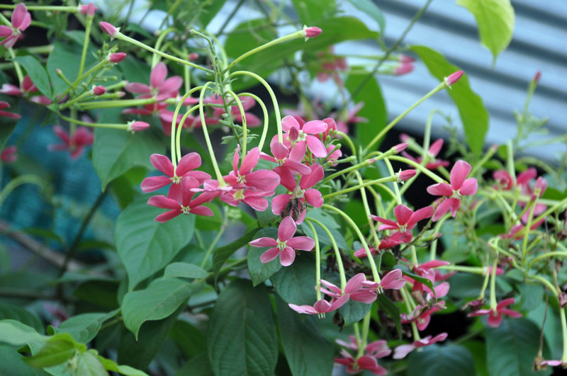 Изображение особи Combretum indicum.