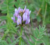 Astragalus danicus. Соцветие. Иркутская обл., Иркутский р-н, луг по левому берегу р. Ангара. 05.06.2014.