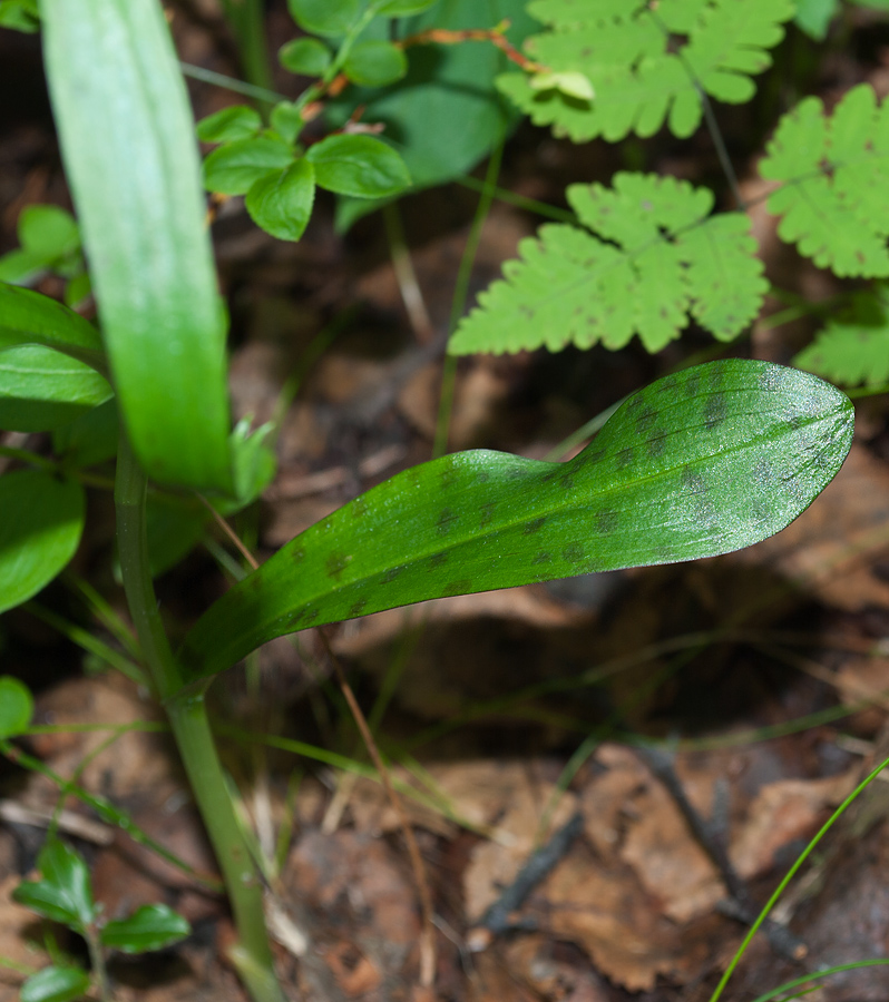 Image of Dactylorhiza fuchsii specimen.