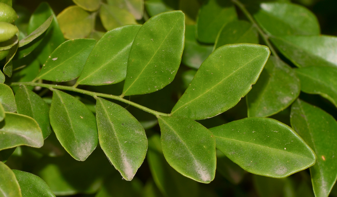 Изображение особи Murraya paniculata.