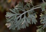 Artemisia arborescens