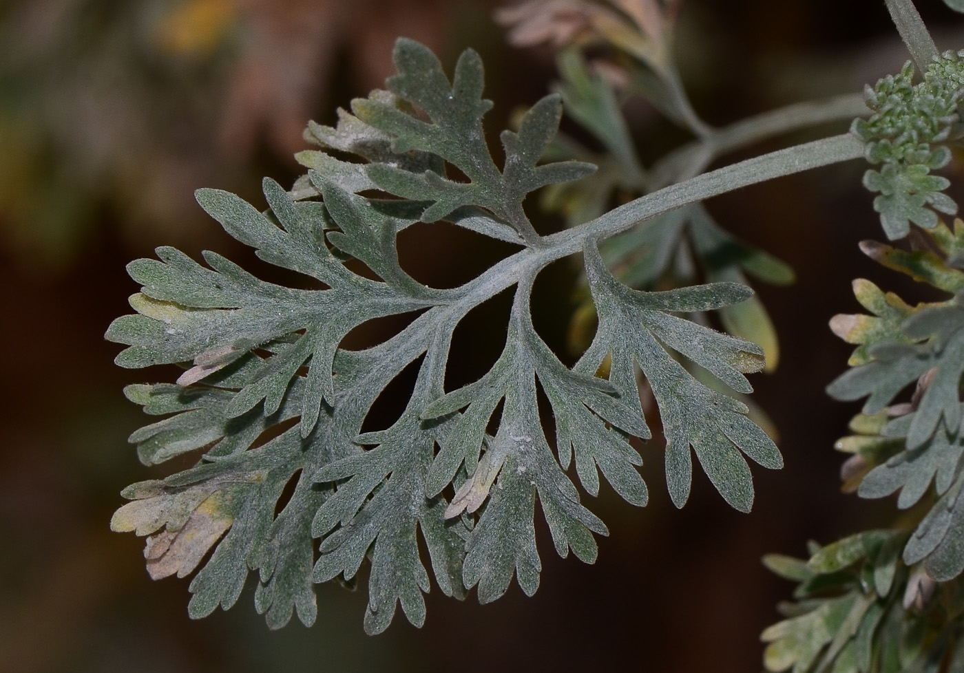 Изображение особи Artemisia arborescens.